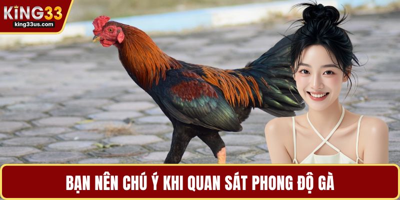Bạn nên chú ý khi quan sát phong độ gà