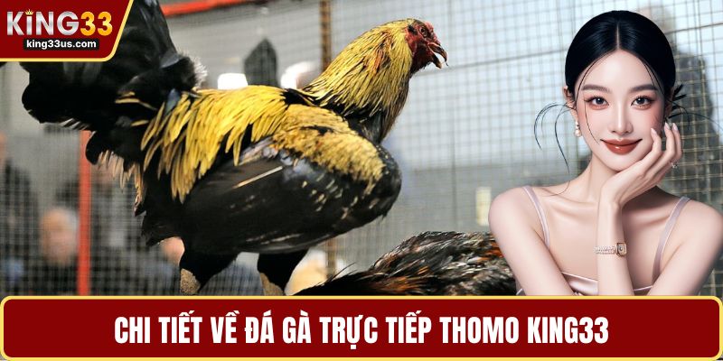 Chi tiết về đá gà trực tiếp thomo KING33