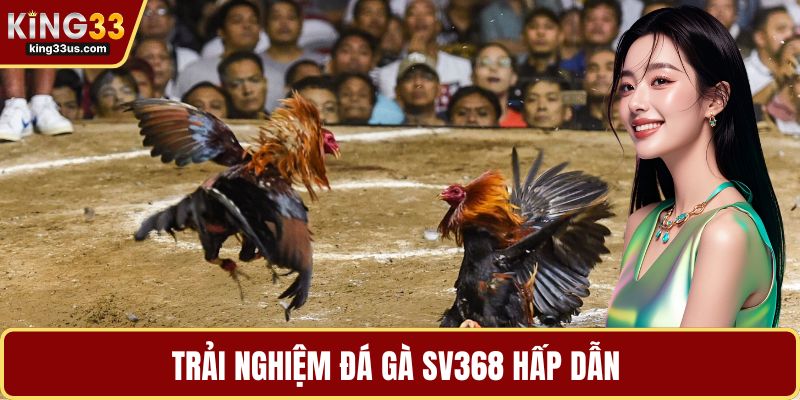 Trải nghiệm đá gà SV368 hấp dẫn 